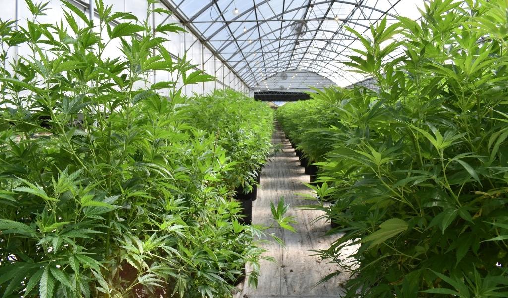 Cannabis Industry in BC