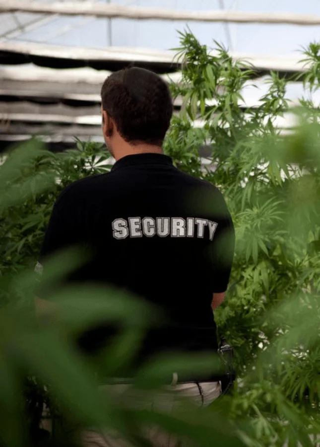 Unique Security Needs of Cannabis Farms